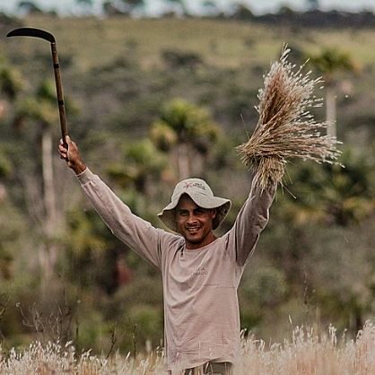 Mais de 200 famílias coletoras de sementes pretendem recuperar 800 hectares de Cerrado.

Além de cumprir a meta até 2024, o projeto “Águas Cerratenses: Semear para brotar” também gera renda para as famílias.

Com o avanço do desmatamento em áreas do Cerrado destinadas ao plantio de commodities, como soja, milho, entre outros grãos, e áreas de pastagem, uma das preocupações é como reverter esse processo de degradação que está cada vez mais acelerado?
Se as políticas públicas de conservação em grande escala não acontecem na velocidade necessária, pesquisadores e populações locais que ocupam  há séculos esses territórios encontram soluções possíveis para preservação da biodiversidade e que ainda geram renda e emprego em municípios de Goiás. 
“O desmatamento crescente é uma preocupação muito grande, tentamos atuar na outra ponta, na recuperação de áreas que já sofreram algum tipo de impacto ou alguma degradação. Se uma comunidade rural entende que o cerrado de pé tem valor e se esse valor é mensurado a partir da coleta de sementes, elas conservam, cuidam e se preocupam com a manutenção deles [territórios]. Então esse é o processo: o cerrado de pé, viabiliza produção de renda, que viabiliza geração de renda, que viabiliza área restaurada”, afirma a bióloga Alba Orli de Oliveira Cordeiro, especialista em restauração ecológica.
A atividade de coleta de sementes é um dos dos objetivos do projeto “Águas Cerratenses: Semear para brotar” para recuperar a mata nativa plantando diferentes espécies em 800 hectares do Cerrado até 2024. 

Leia em https://www.brasildefato.com.br/2022/06/09/mais-de-200-familias-coletoras-de-sementes-pretendem-recuperar-800-hectares-de-cerrado